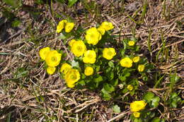 Image of Ranunculus altaicus Laxm.