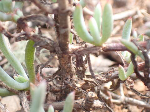 Image of Asparagus crassicladus Jessop