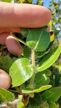 Image of whitehair manzanita