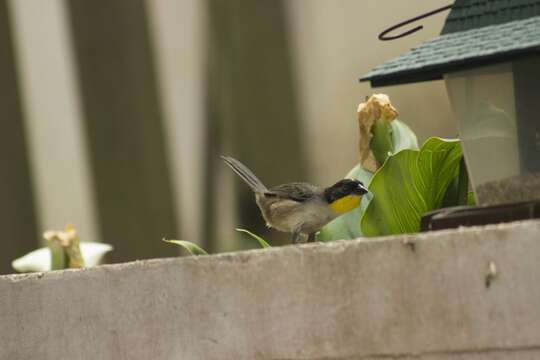 Image of White-naped Brush Finch