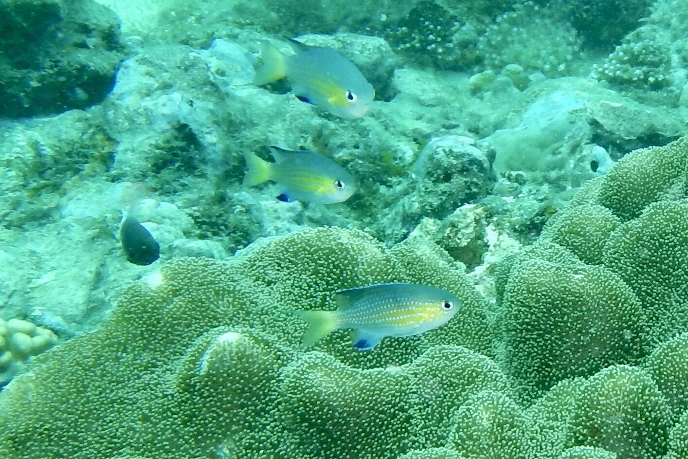 Image of Blacktail chromis