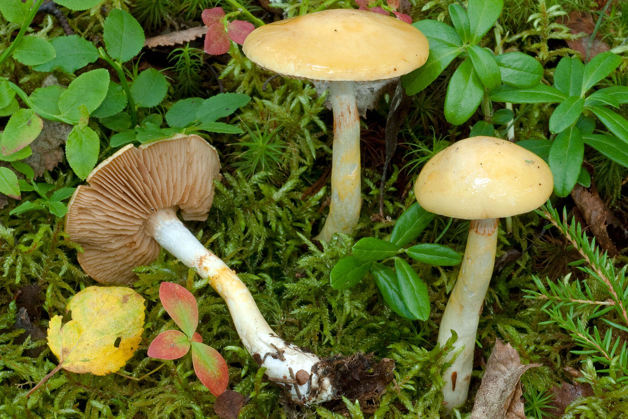 Imagem de Cortinarius delibutus Fr. 1838