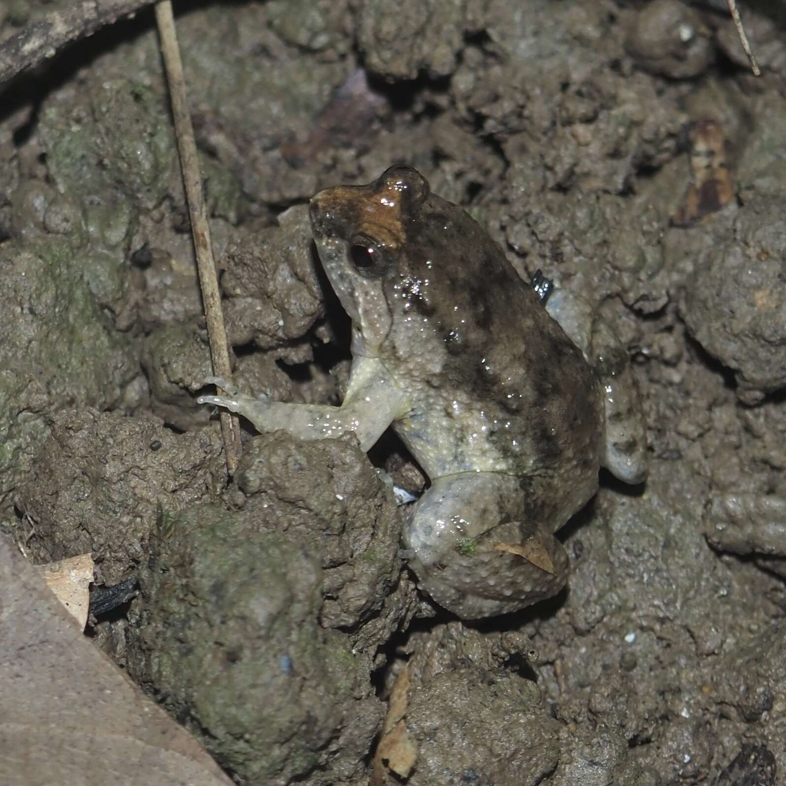 Image of Round-tongued Floating Frog