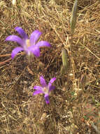 Image of harvest brodiaea