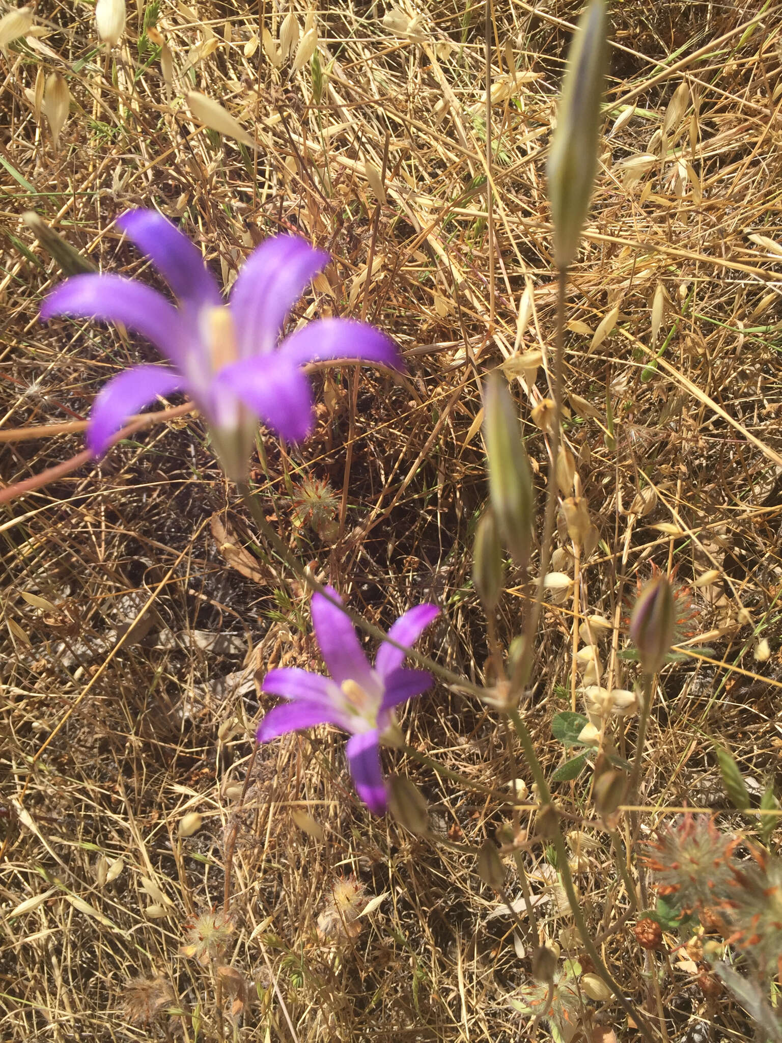 Image of harvest brodiaea