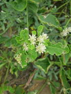 Слика од Alternanthera pubiflora (Benth.) Kuntze