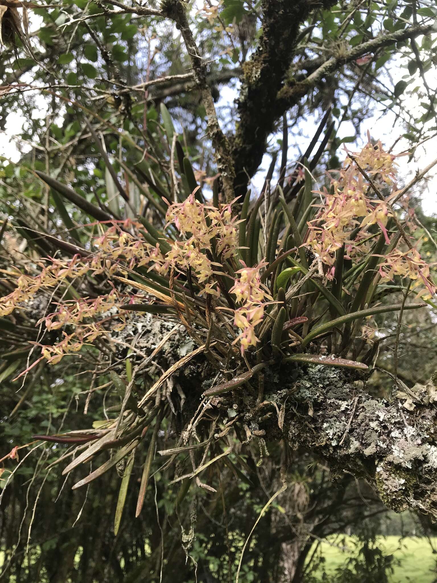 Image of Epidendrum moritzii Rchb. fil.