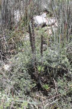 Image of Villadia cucullata Rose