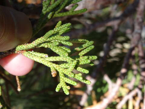 Juniperus occidentalis var. australis (Vasek) P. Lebreton & N. H. Holmgren的圖片