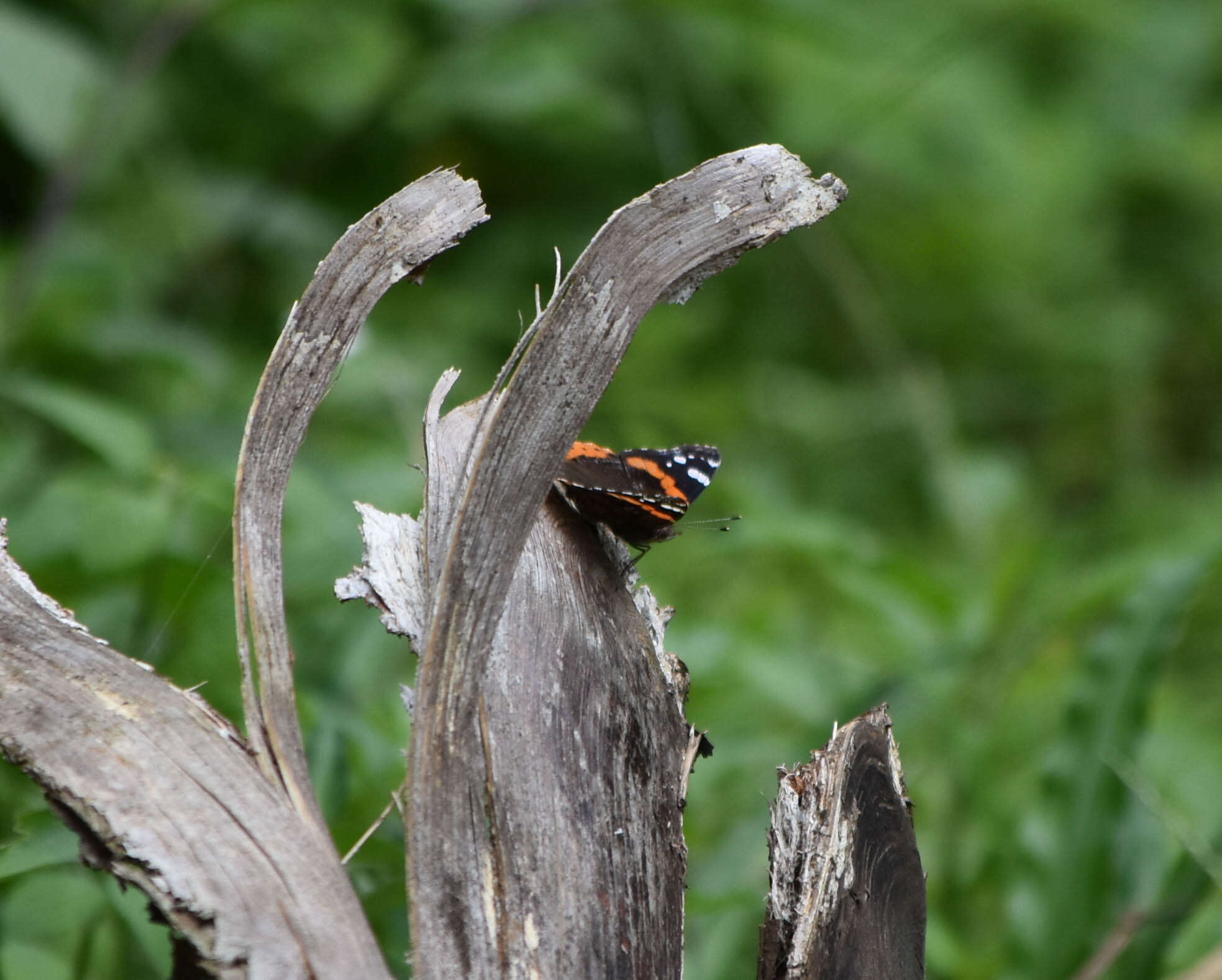 Image of Vanessa atalanta rubria (Fruhstorfer 1909)