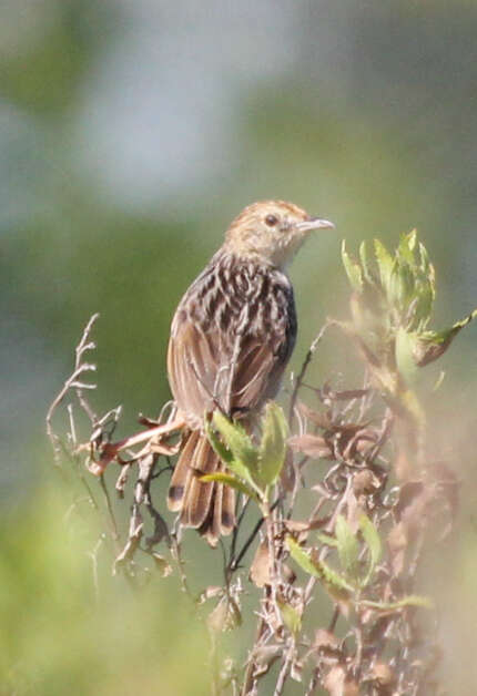 Image of Wailing Cisticola