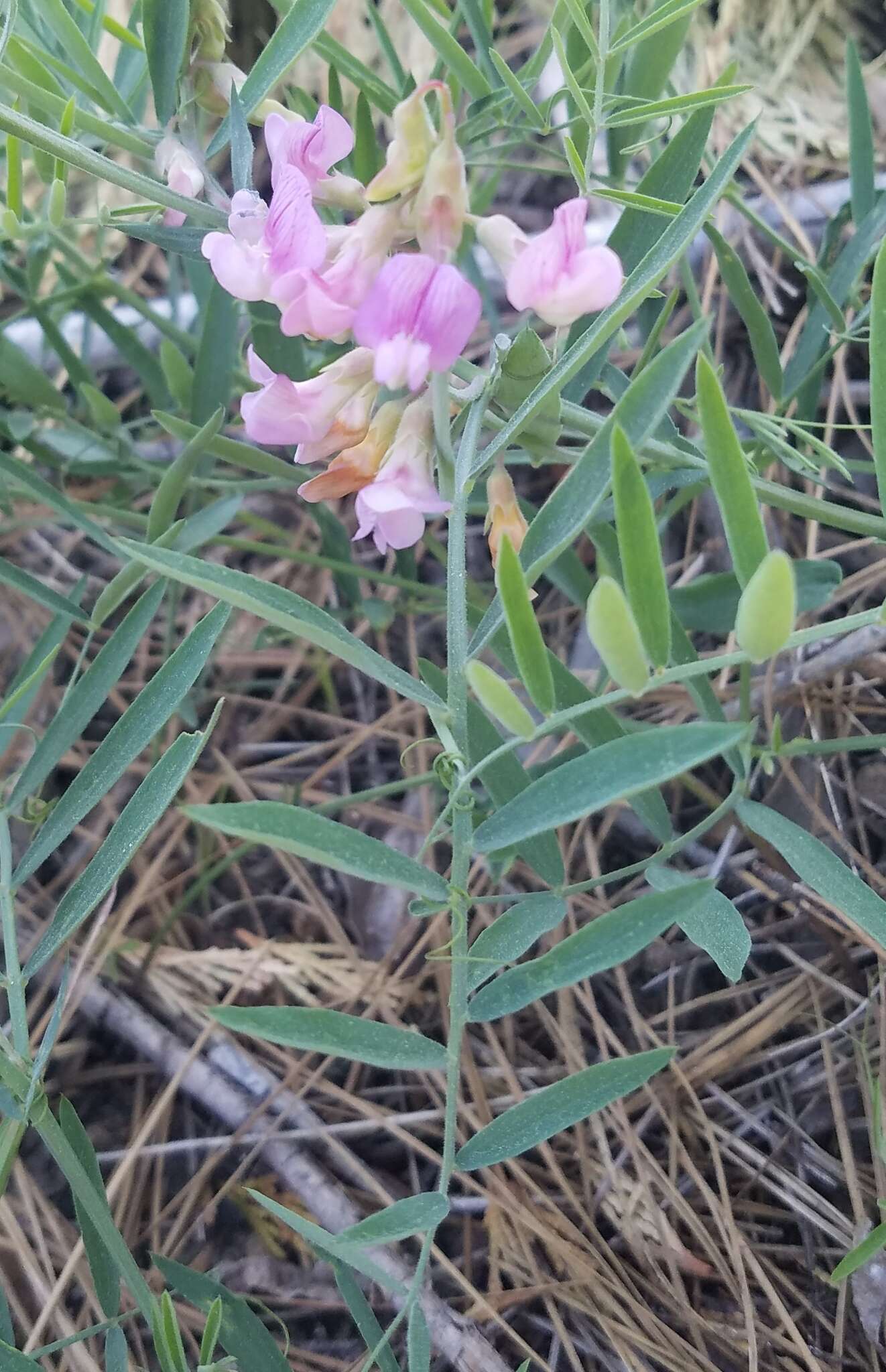 Imagem de Lathyrus nevadensis S. Watson