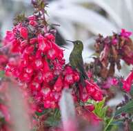 Image of Viridian Metaltail