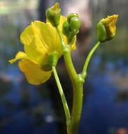 Слика од Utricularia floridana Nash