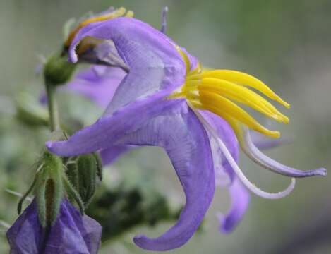 Слика од Solanum citrullifolium var. setigerum Bartlett