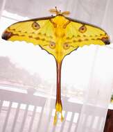 Image of comet moth