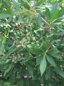 Image of Conocarpus lancifolius Engl.