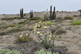 Слика од Senecio antofagastanus Cabrera