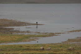 Image of Black-necked Crane