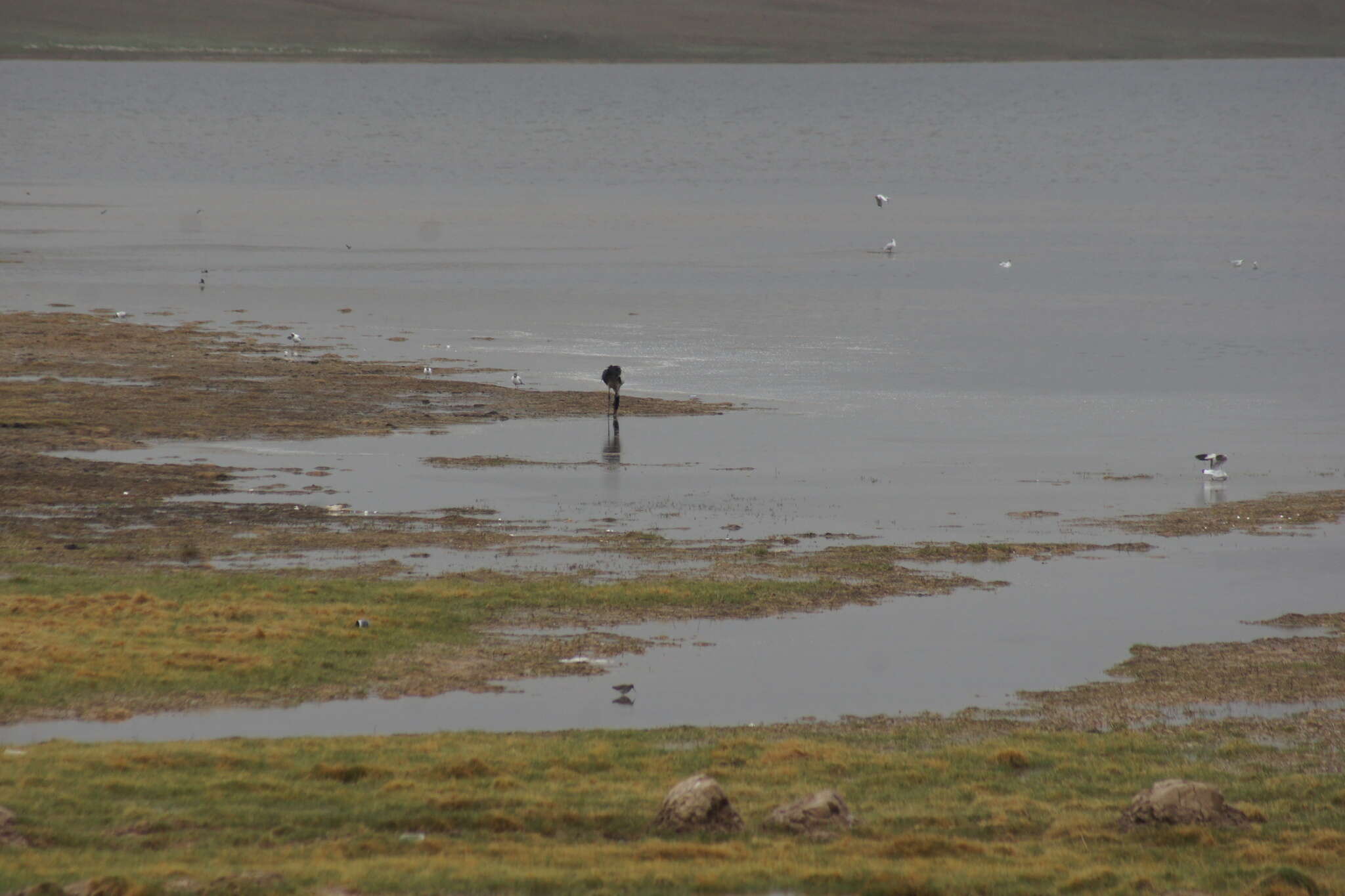 Image of Black-necked Crane