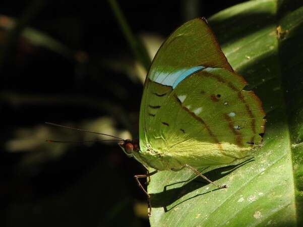 Imagem de Nessaea batesii Felder 1860