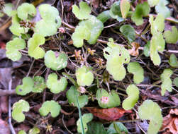 Imagem de Hydrocotyle novae-zealandiae var. robusta (Kirk) Cheesem.