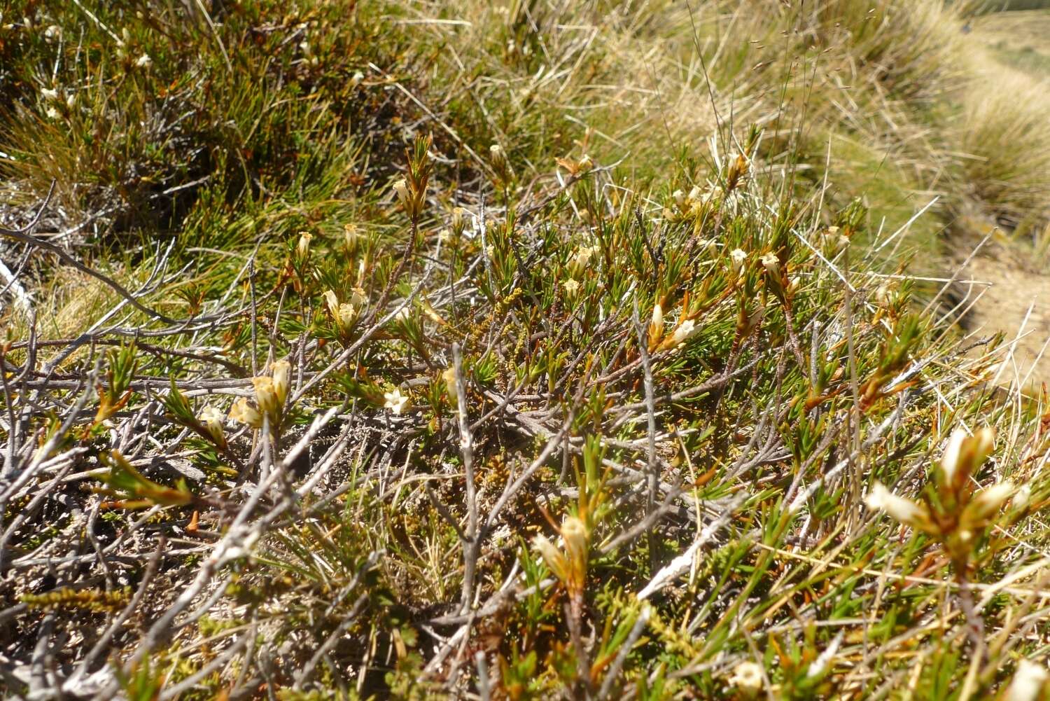 Image of Dracophyllum pronum W. R. B. Oliver