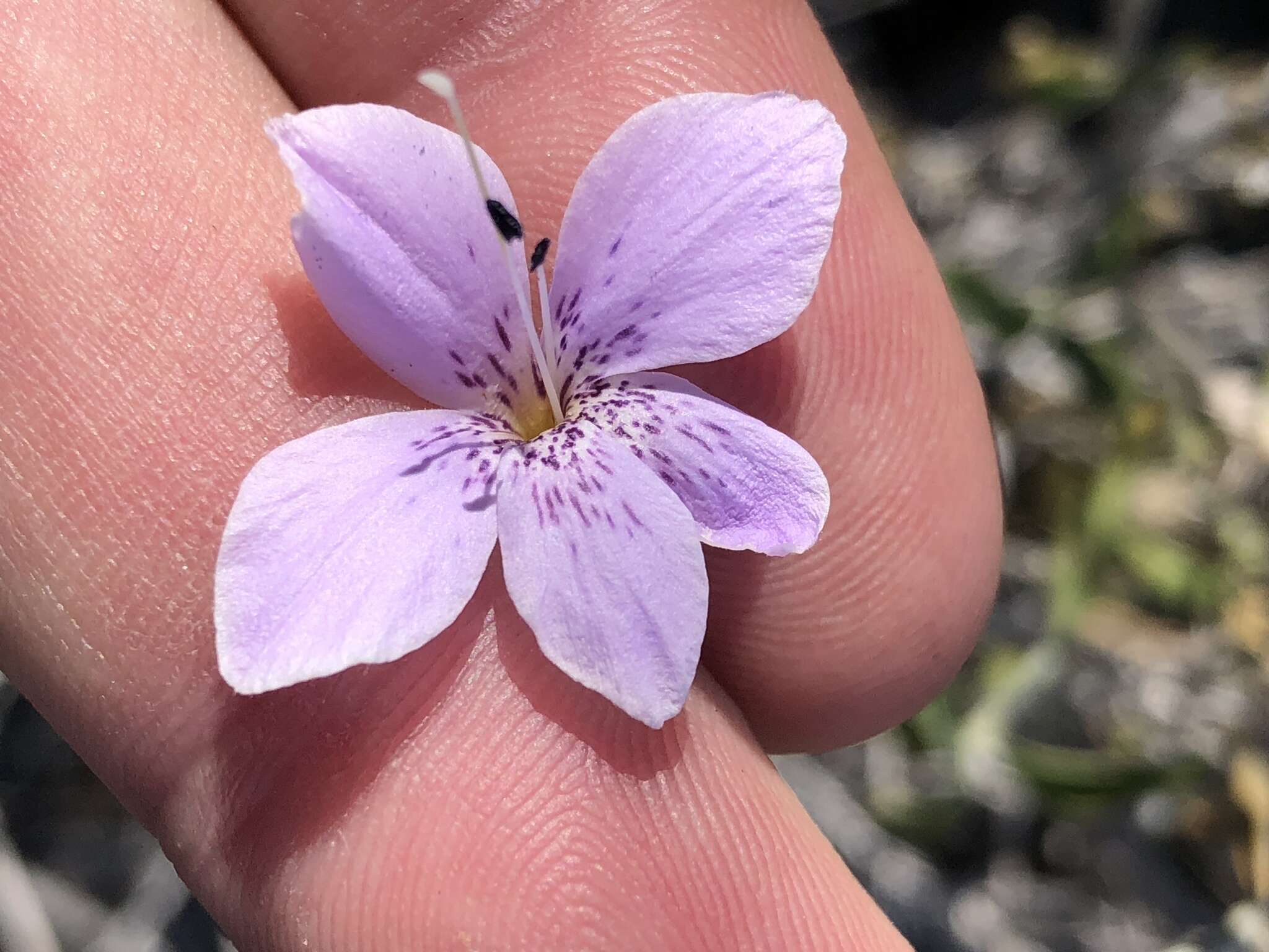 Image of Barleria damarensis T. Anders.