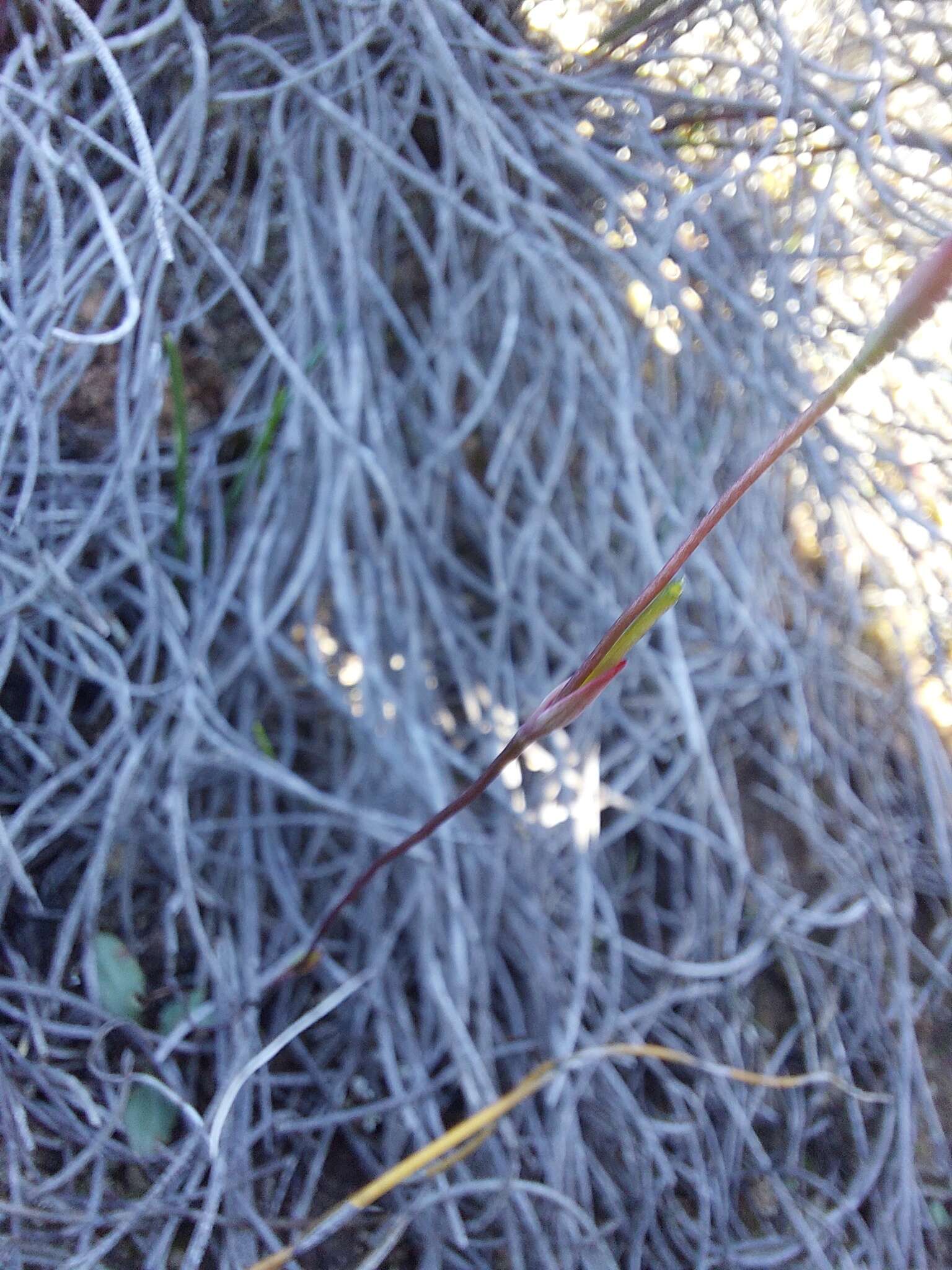 Image de Disa biflora (L.) Druce