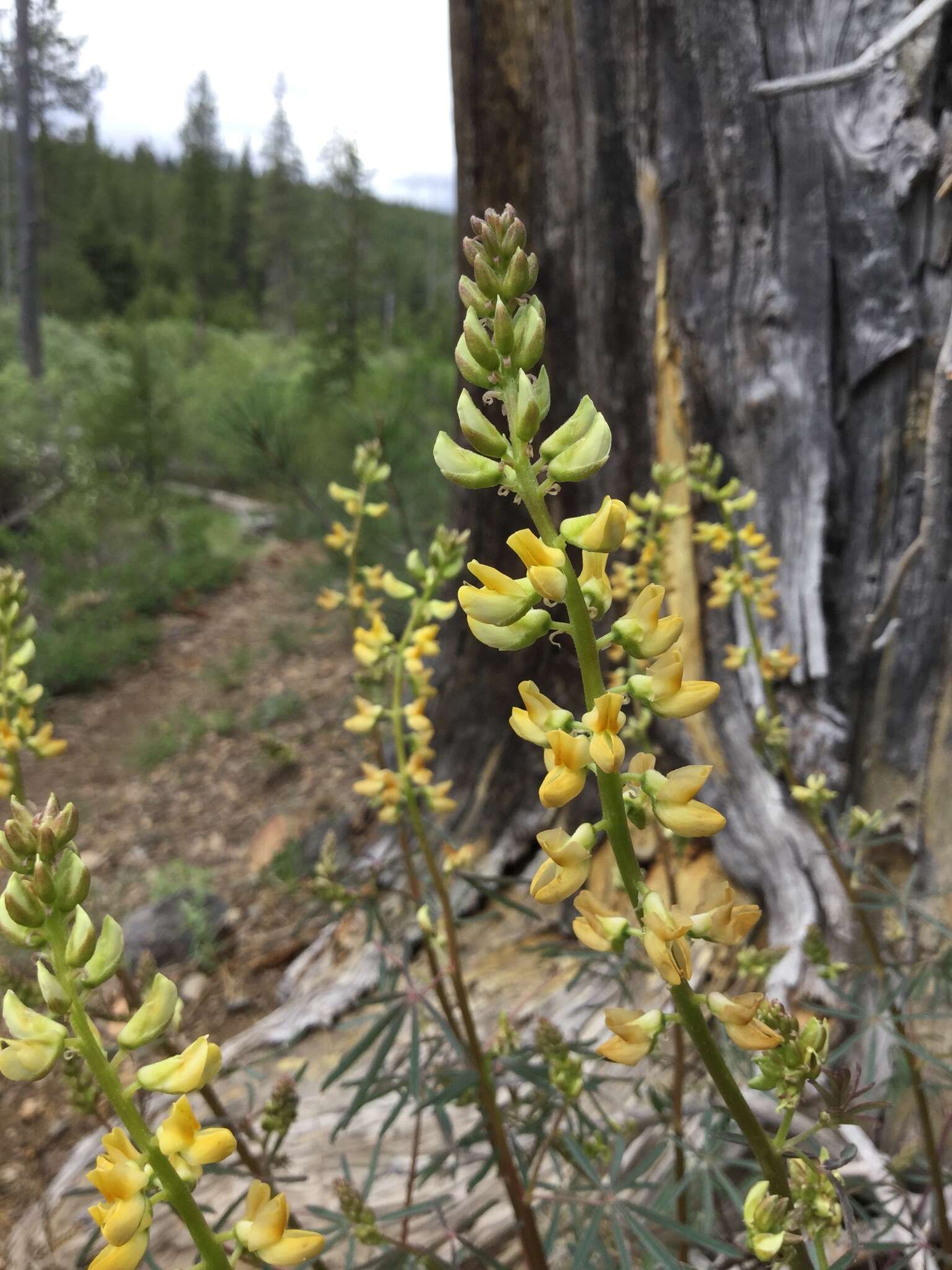 Plancia ëd Lupinus angustiflorus Eastw.