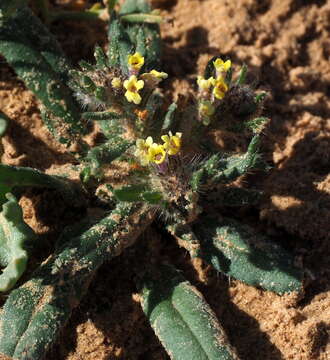 Arnebia decumbens (Vent.) Coss. & Kral.的圖片