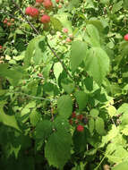 Image of black raspberry