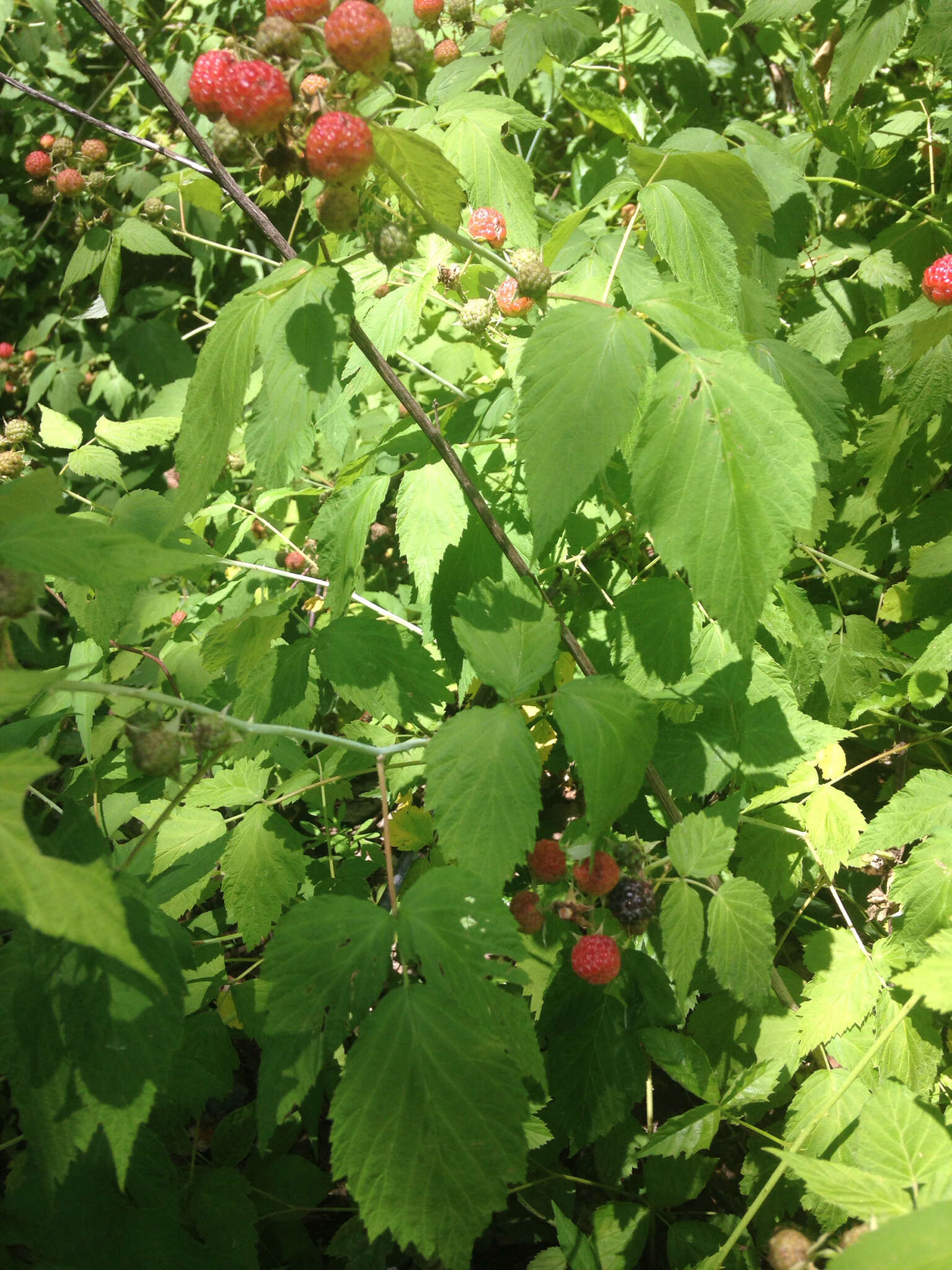 Image of black raspberry