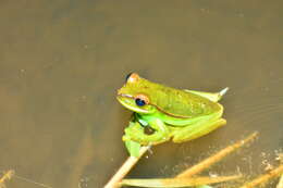 Boana marginata (Boulenger 1887)的圖片