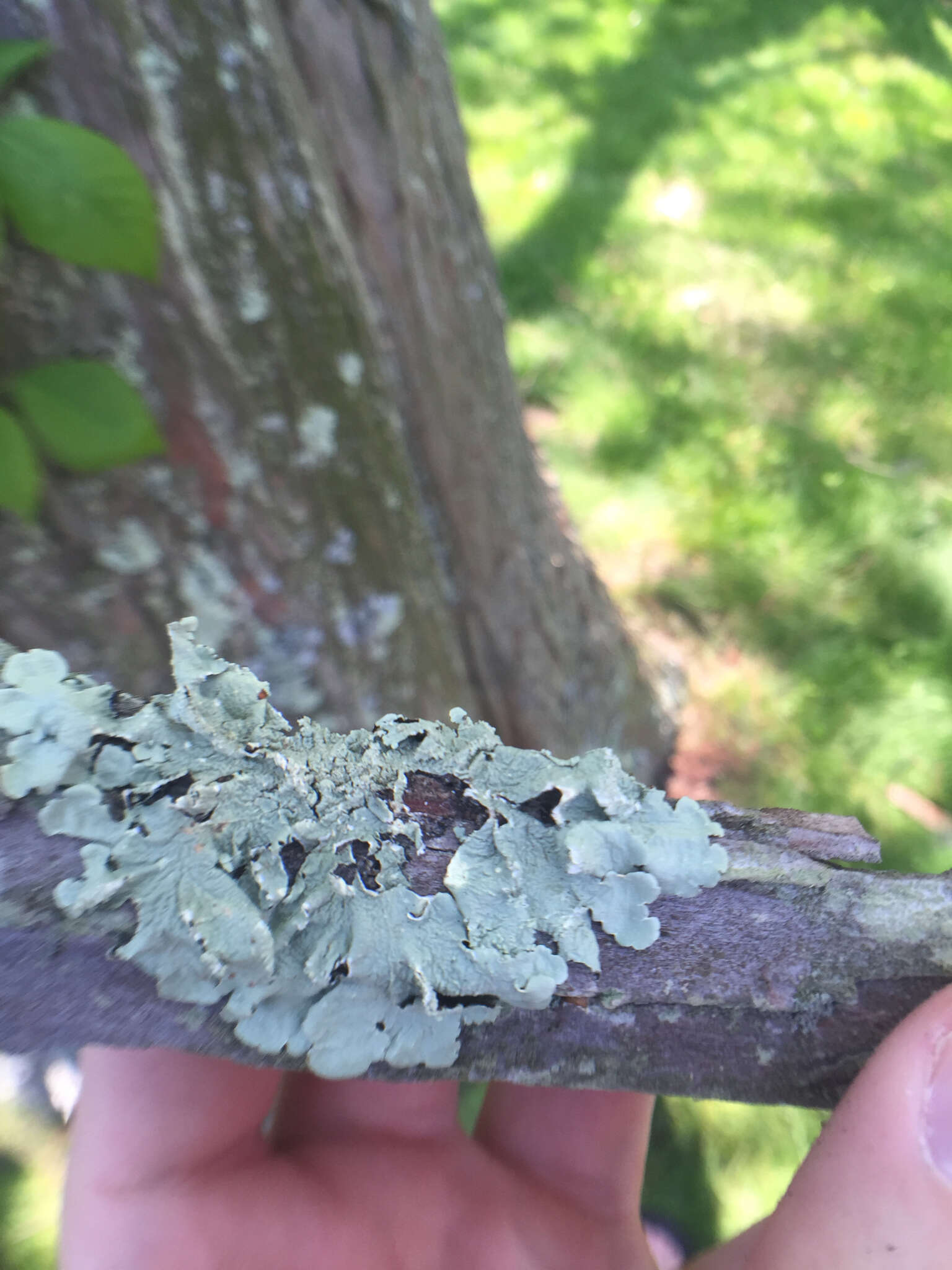 Image of Hammered shield lichen