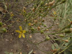 Image of Wyoming flax