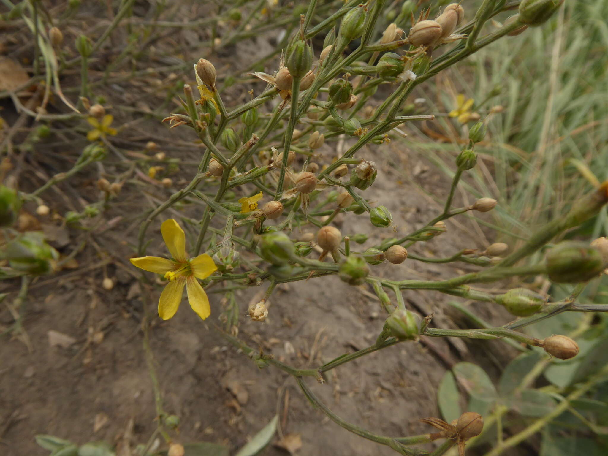 Image of Wyoming flax