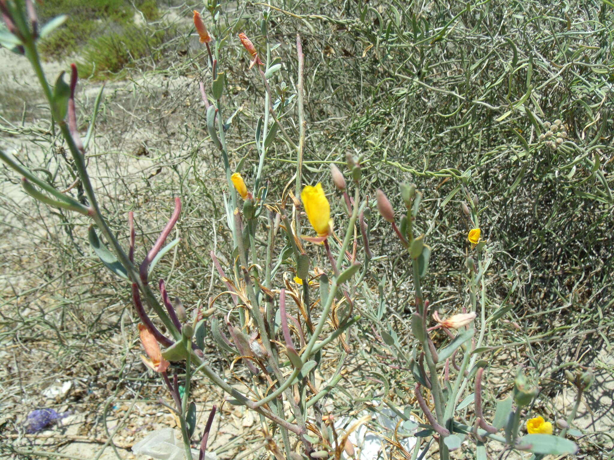 Image of Eulobus crassifolius (Greene) W. L. Wagner & Hoch