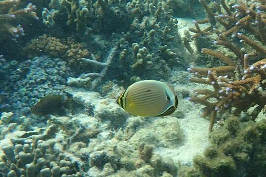 Слика од Chaetodon lunulatus Quoy & Gaimard 1825