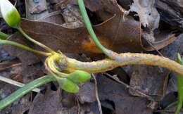 Image of Puccinia mariae-wilsoniae Clinton 1873