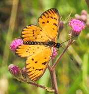 Image of <i>Acraea <i>rahira</i></i> rahira