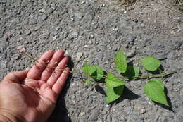 Image of broadleaf enchanter's nightshade