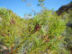 Brunia africana (Burm. fil.) Class.-Bockh. & E. G. H. Oliv. resmi