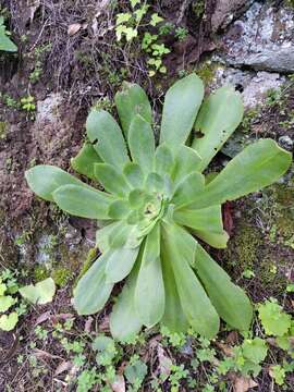 Image of Aeonium cuneatum Webb & Berth.