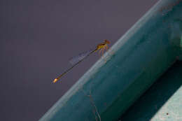 Image of Florida Bluet