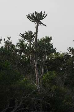 Imagem de Euphorbia triangularis Desf. ex A. Berger