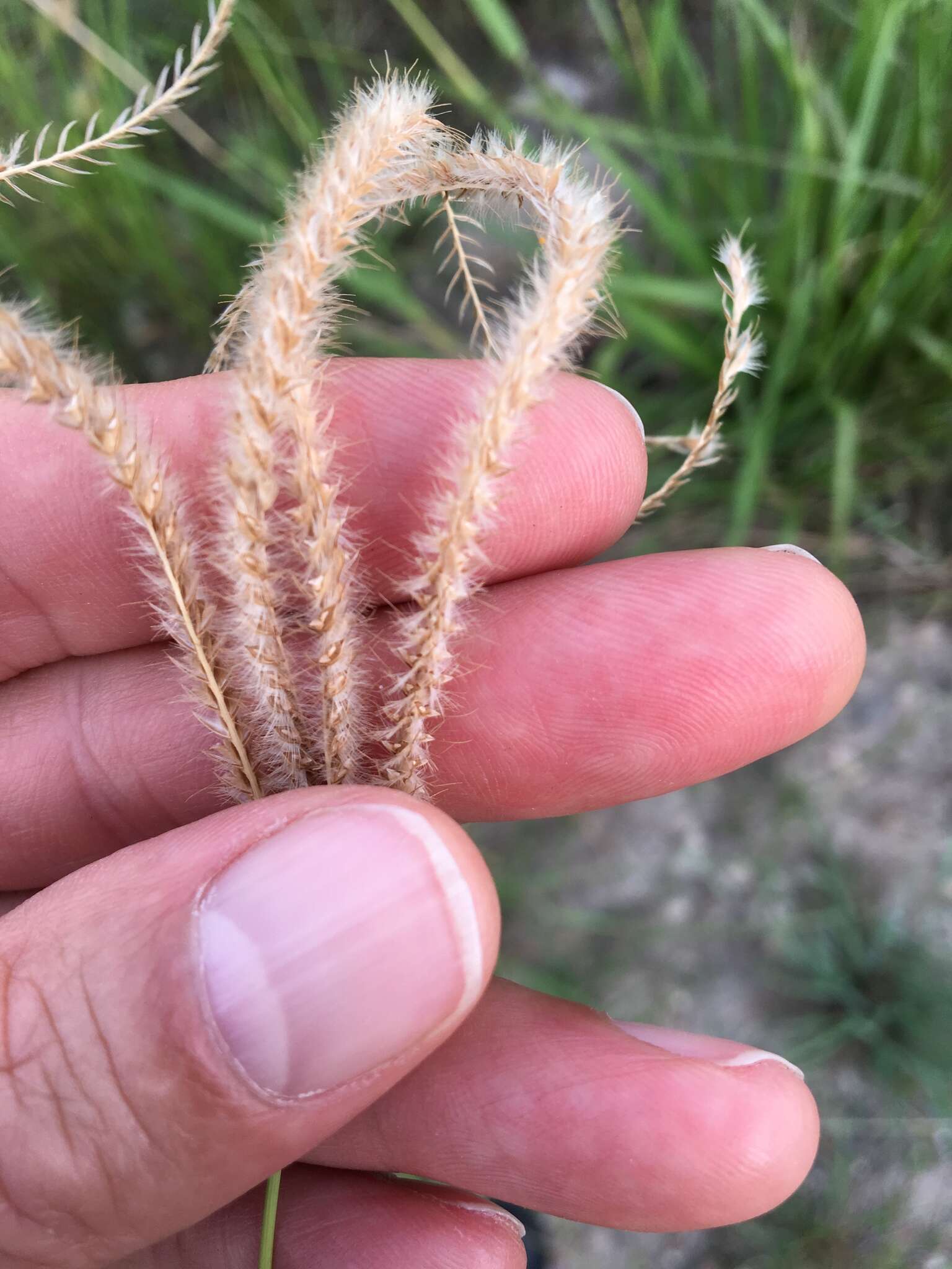 Image of Paraguayan windmill grass