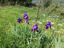 Image of German iris