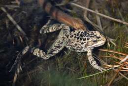 Image of Cascades Frog