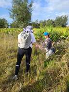 Image of Manatee Beak Sedge